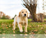 Small Photo #12 Golden Retriever Puppy For Sale in WARSAW, IN, USA