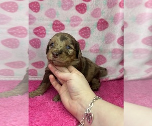 Goldendoodle-Miniature Australian Shepherd Mix Puppy for sale in AUSTIN, TX, USA