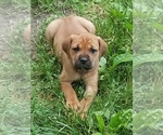 Small Photo #2 Cane Corso Puppy For Sale in REDKEY, IN, USA