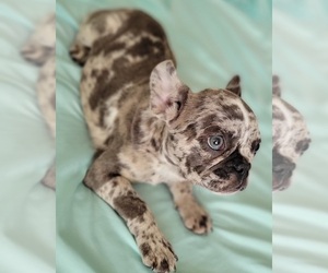French Bulldog Puppy for sale in TAMPA, FL, USA