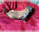 Small Photo #30 Goldendoodle Puppy For Sale in COVINGTON, GA, USA