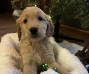 Golden Retriever Puppy for sale in WALLINGFORD, KY, USA