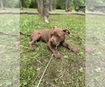 Small Photo #14 American Bully Puppy For Sale in HILTON, NY, USA