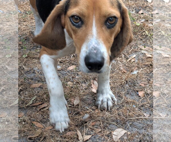 Medium Photo #9 Beagle Puppy For Sale in Dunnellon, FL, USA