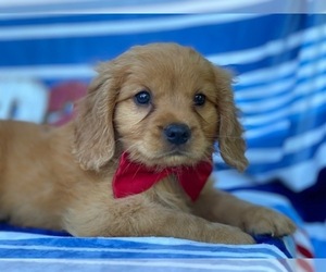 Golden Retriever Puppy for sale in LANCASTER, PA, USA