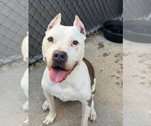 Mutt Dogs for adoption in Crete, IL, USA
