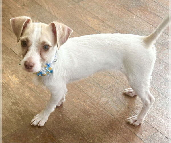 Medium Photo #4 Chihuahua-Parson Russell Terrier Mix Puppy For Sale in Phoenix, AZ, USA