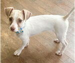 Small #3 Chihuahua-Parson Russell Terrier Mix