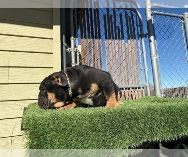 Medium Photo #8 English Bulldog Puppy For Sale in DENVER, CO, USA