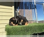Small #7 English Bulldog