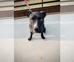 Small Photo #10 American Pit Bull Terrier Puppy For Sale in Laramie, WY, USA