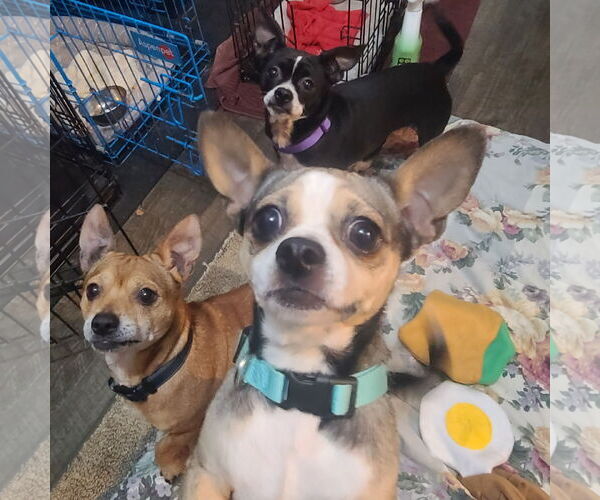 Medium Photo #3 Chihuahua-Unknown Mix Puppy For Sale in FAIRLAWN, OH, USA