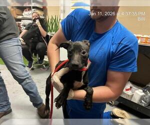 Labrador Retriever-Unknown Mix Dogs for adoption in Ocala, FL, USA