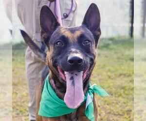 German Shepherd Dog Dogs for adoption in San Antonio, TX, USA