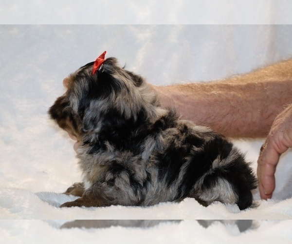 Medium Photo #12 ShihPoo Puppy For Sale in DYERSBURG, TN, USA