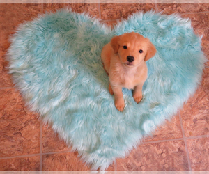 Golden Retriever-Goldendoodle Mix Puppy for sale in TUCSON, AZ, USA