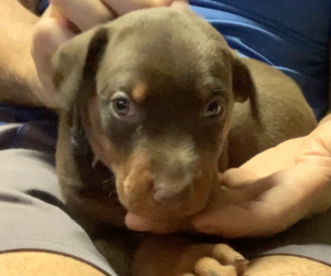 Doberman Pinscher Puppy for sale in BRISTOL, CT, USA