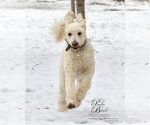 Small Photo #2 Poodle (Standard) Puppy For Sale in Bowmanville, Ontario, Canada