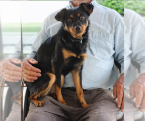 Chihuahua-Colonial Cocker Spaniel Mix Dogs for adoption in Cranston, RI, USA