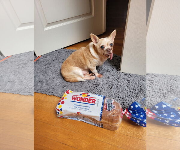 Medium Photo #2 Chihuahua-Unknown Mix Puppy For Sale in San Diego, CA, USA