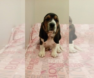 Basset Hound Puppy for sale in GOSHEN, NC, USA