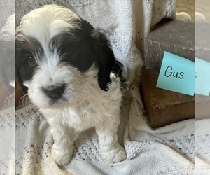 Bernedoodle (Miniature) Puppy for sale in GRABILL, IN, USA