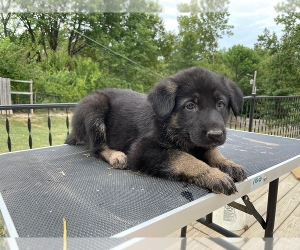 Medium Photo #13 German Shepherd Dog Puppy For Sale in COLUMBIA, MO, USA