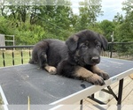 Small Photo #13 German Shepherd Dog Puppy For Sale in COLUMBIA, MO, USA