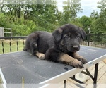 Small #12 German Shepherd Dog