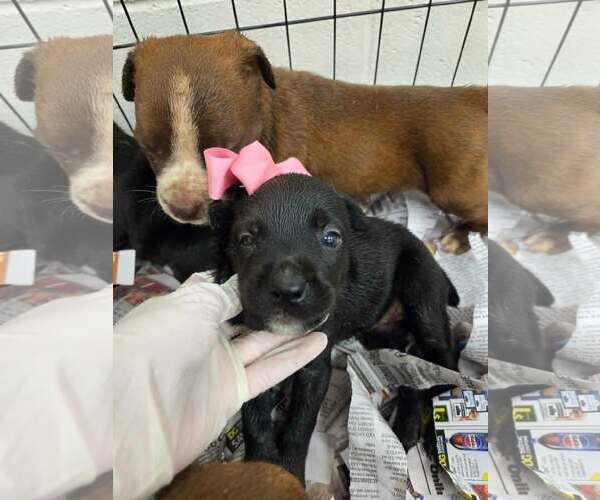 Medium Photo #4 Labrador Retriever-Unknown Mix Puppy For Sale in SHERBURNE, NY, USA
