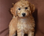 Small Photo #2 Doodle Puppy For Sale in PATERSON, NJ, USA
