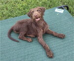 Small #3 Mutt