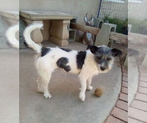 GoGo - Female Mutt Dog for Adoption - Photo #3