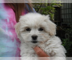 Small Photo #27 Coton de Tulear Puppy For Sale in COLUMBIA, MO, USA