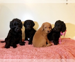Double Doodle Puppy for sale in FAYETTEVILLE, NC, USA