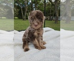 Small Goldendoodle