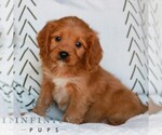 Small Cavapoo (Miniature)