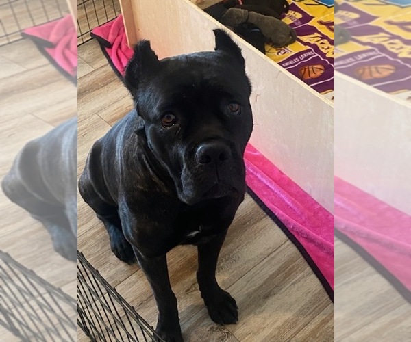 Medium Photo #2 Cane Corso Puppy For Sale in VICTORVILLE, CA, USA