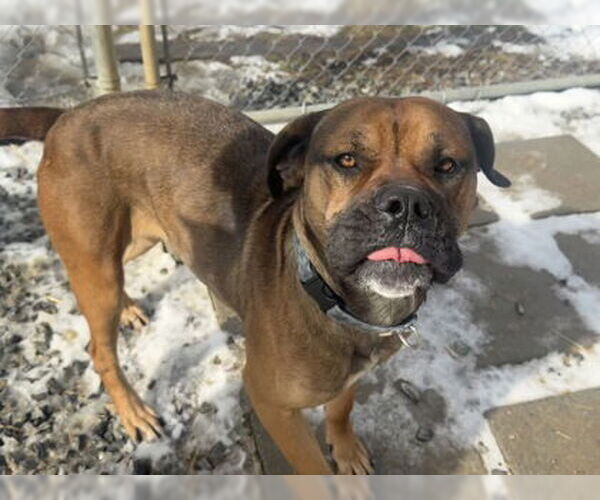 Medium Photo #1 Bullmastiff Puppy For Sale in Newfoundland, PA, USA