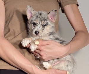 Ausky Puppy for Sale in SAN ANTONIO, Texas USA