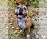 Small #2 American Bulldog