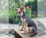 Small #1 Poodle (Miniature) Mix