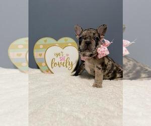 French Bulldog Puppy for sale in BOSTON, MA, USA