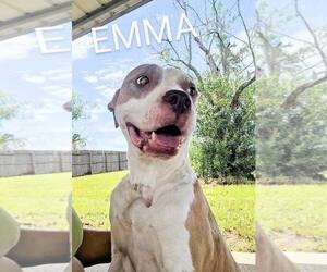 Emma - Female Mutt Dog for Adoption - Photo #4