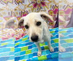 Small #1 Labrador Retriever