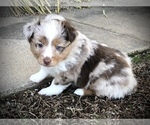 Small Photo #8 Miniature Australian Shepherd Puppy For Sale in HOWE, OK, USA