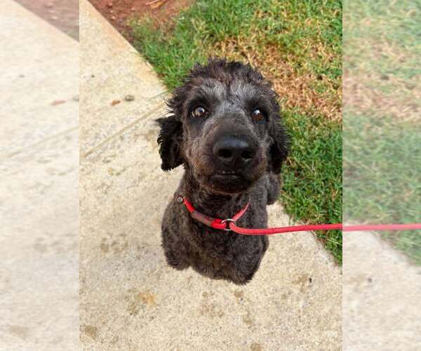 Medium Photo #8 Mutt Puppy For Sale in New York, NY, USA
