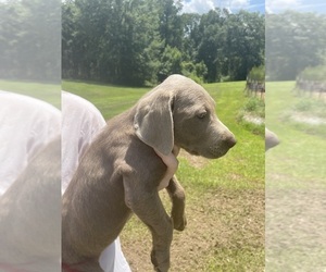 Labrador Retriever Puppy for sale in OSYKA, MS, USA