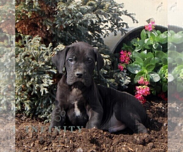 Medium Photo #2 Great Dane Puppy For Sale in BROGUE, PA, USA