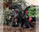 Small #1 Great Dane